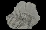 Pennsylvanian Fossil Fern (Neuropteris) Plate - Kentucky #176757-1